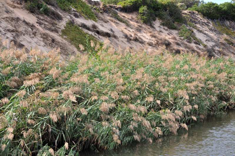 Canna palustre? - Phragmites australis